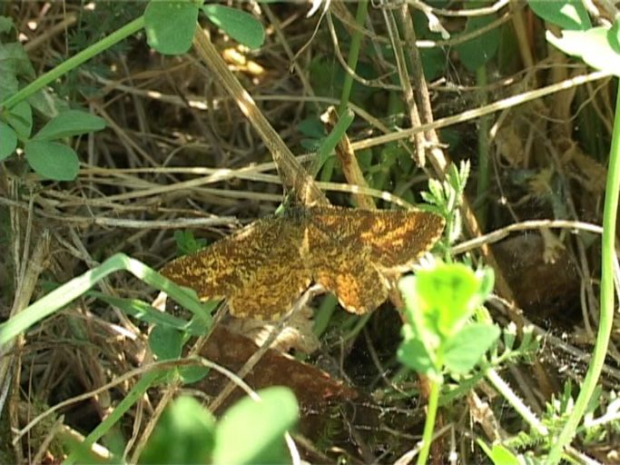 Heidespanner ( Ematurga atomaria ), Männchen : Am Niederrhein, Biotop, 06.05.2007